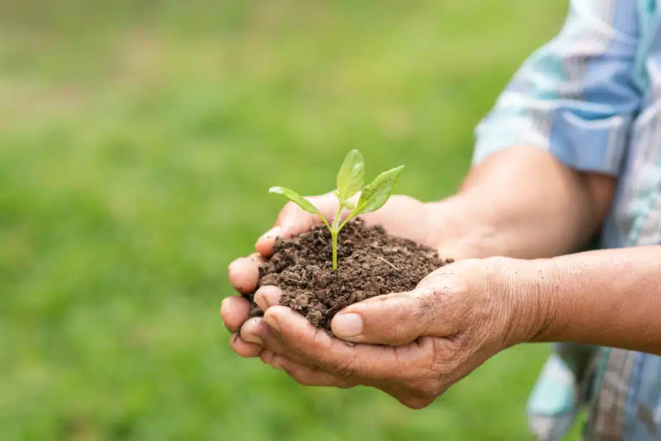elderly person holding plant